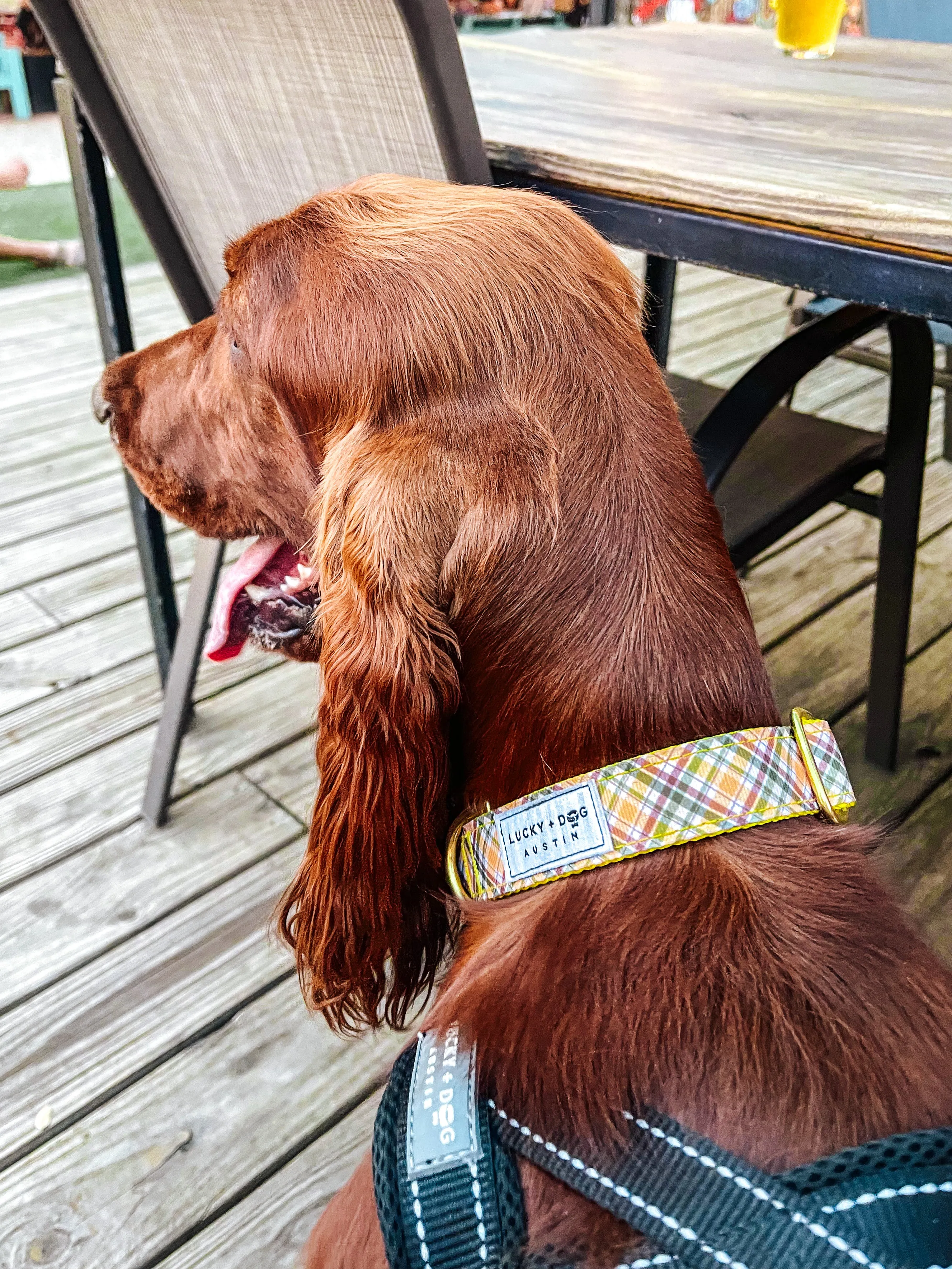 6 ft Leash - Cozy Cabin