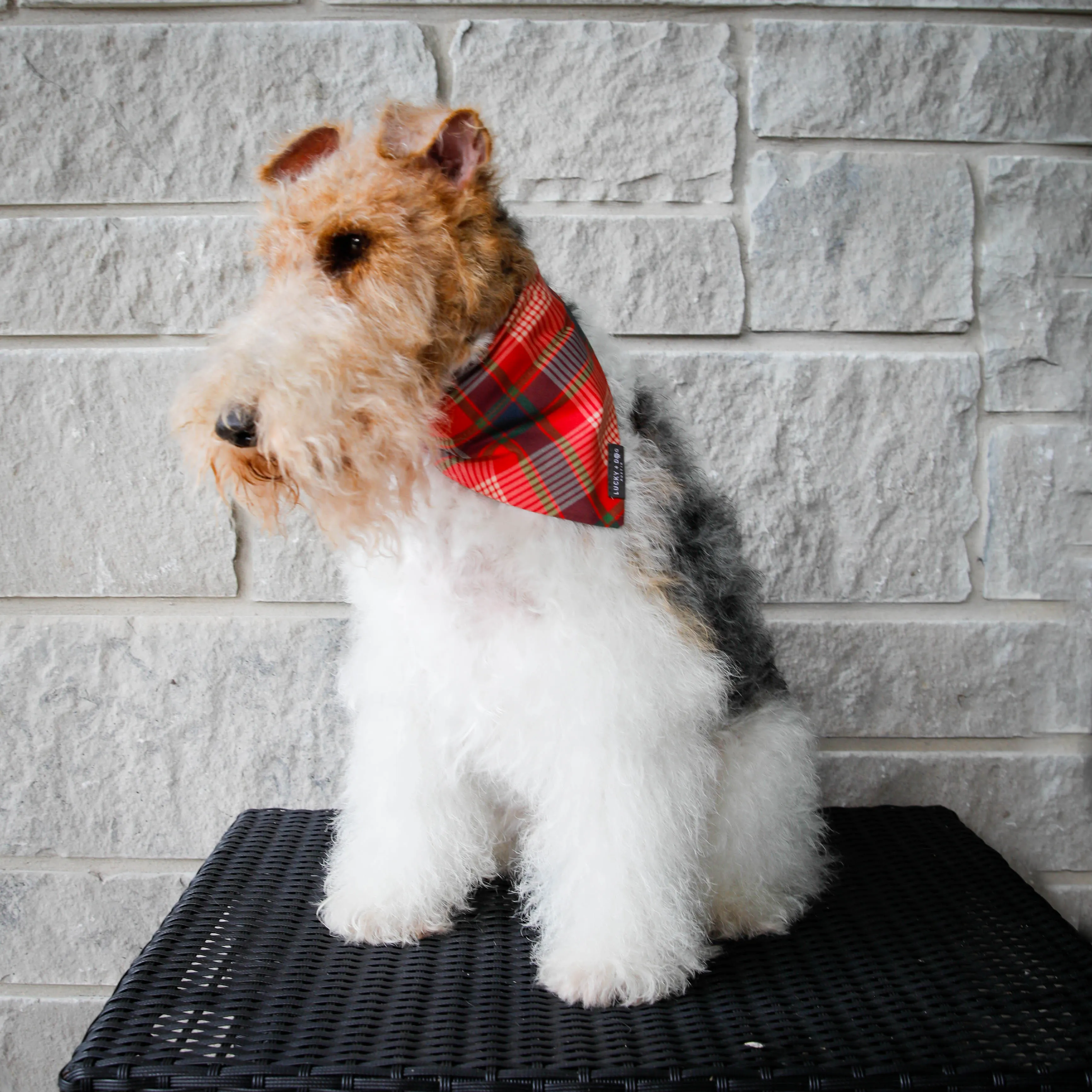 6 ft Leash - Tartan Tail