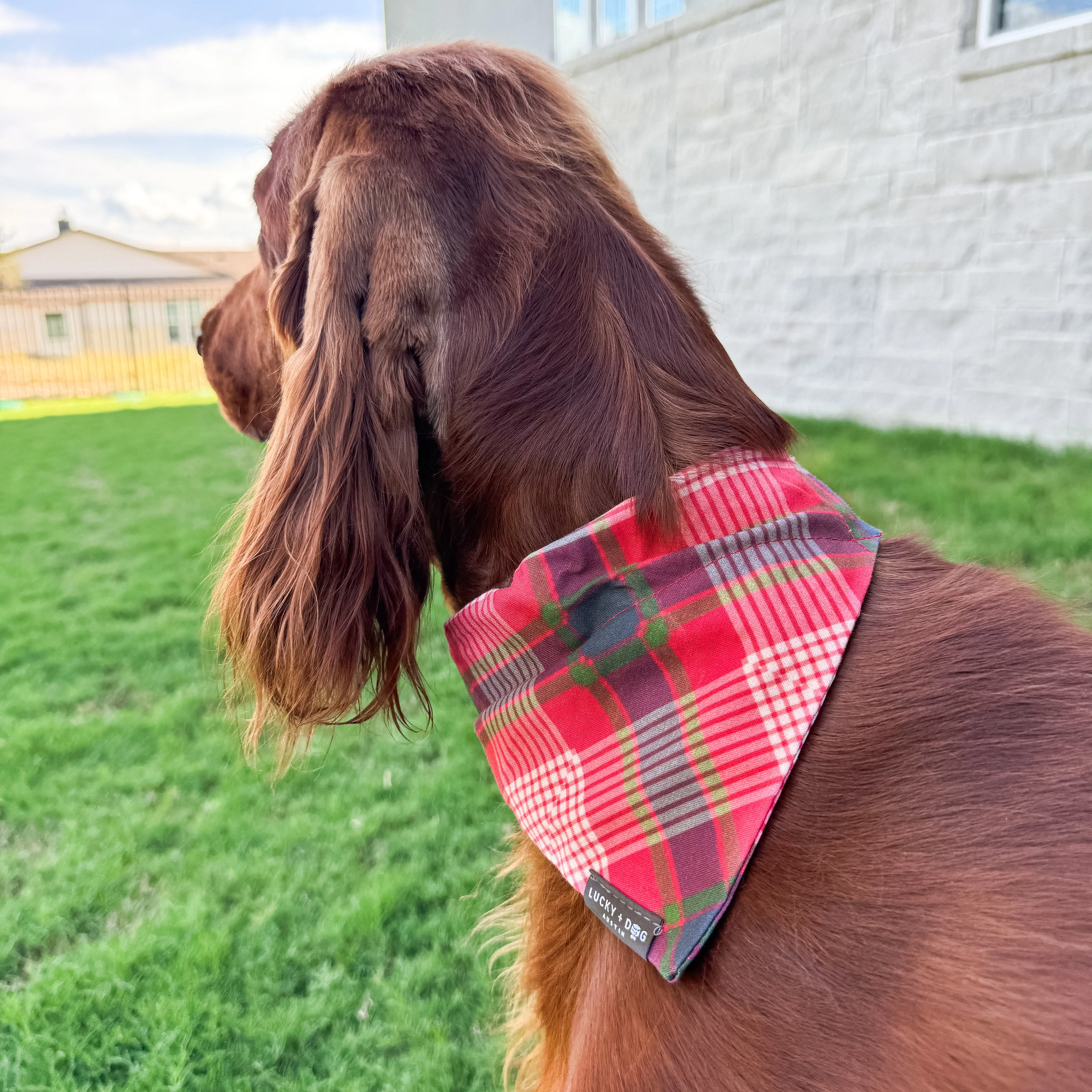 6 ft Leash - Tartan Tail