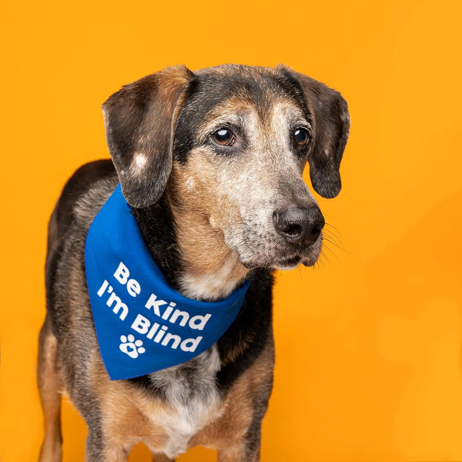 Be Kind I'm Blind Dog Bandana | 100% Adjustable Cotton Triangle | Made in USA | Blind | Impaired | Vision Loss Accessory | Warning | Orange, One Size (352)