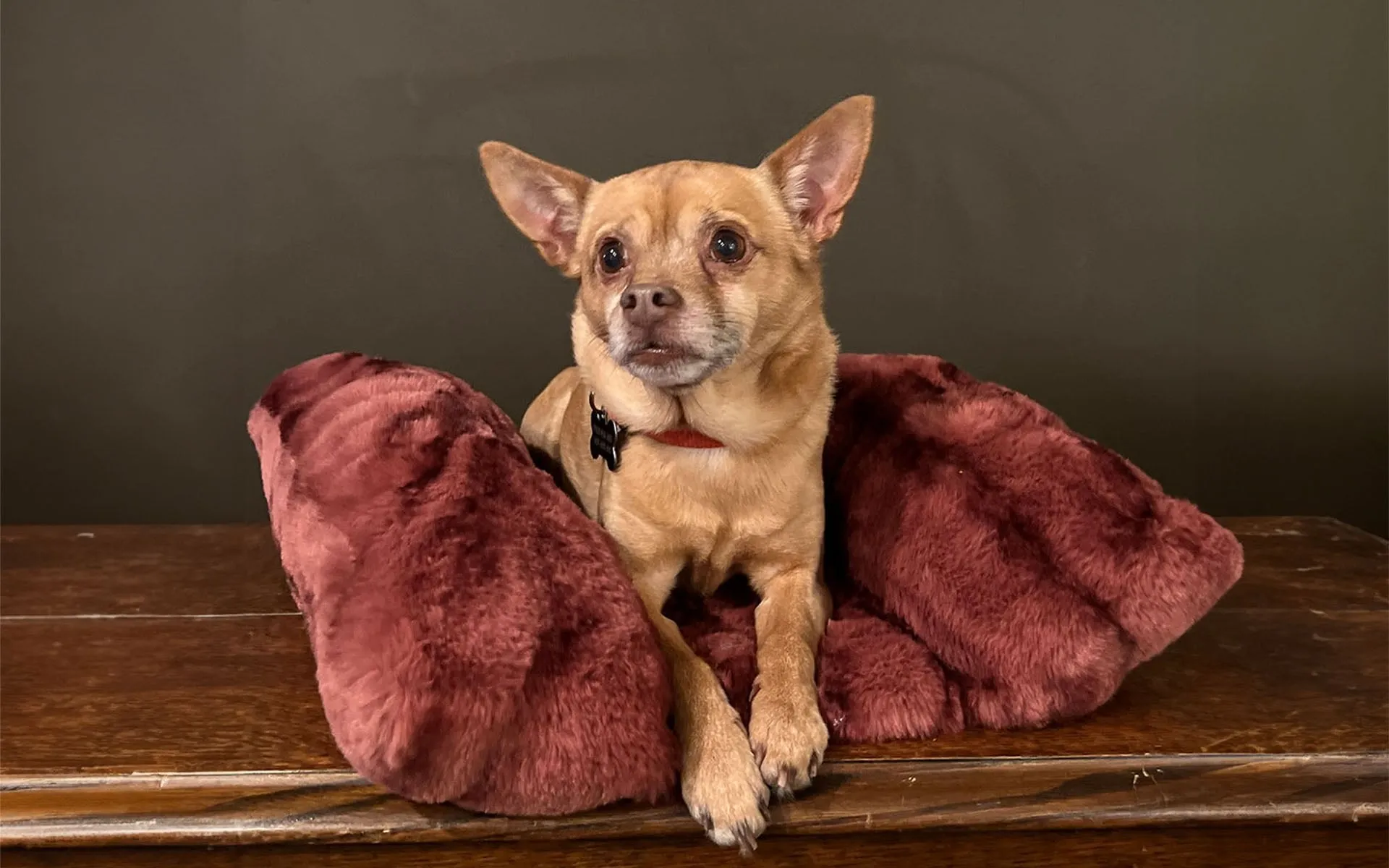 Bolstered Pet Bed - Royal Opulence Faux Furs (Sold Out - Merlot!)