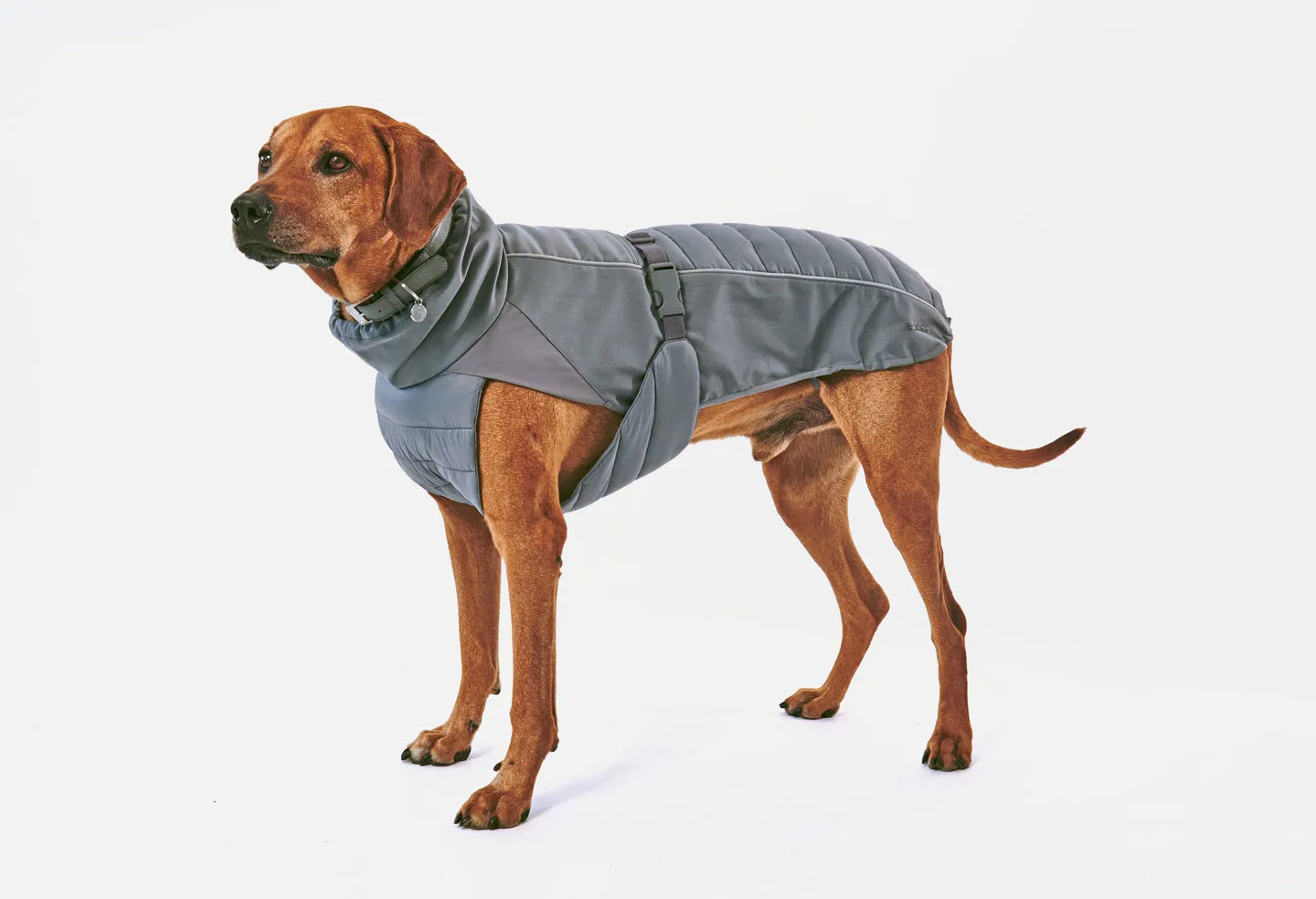 Miacara Stefano Winter Dog Coat - Slate
