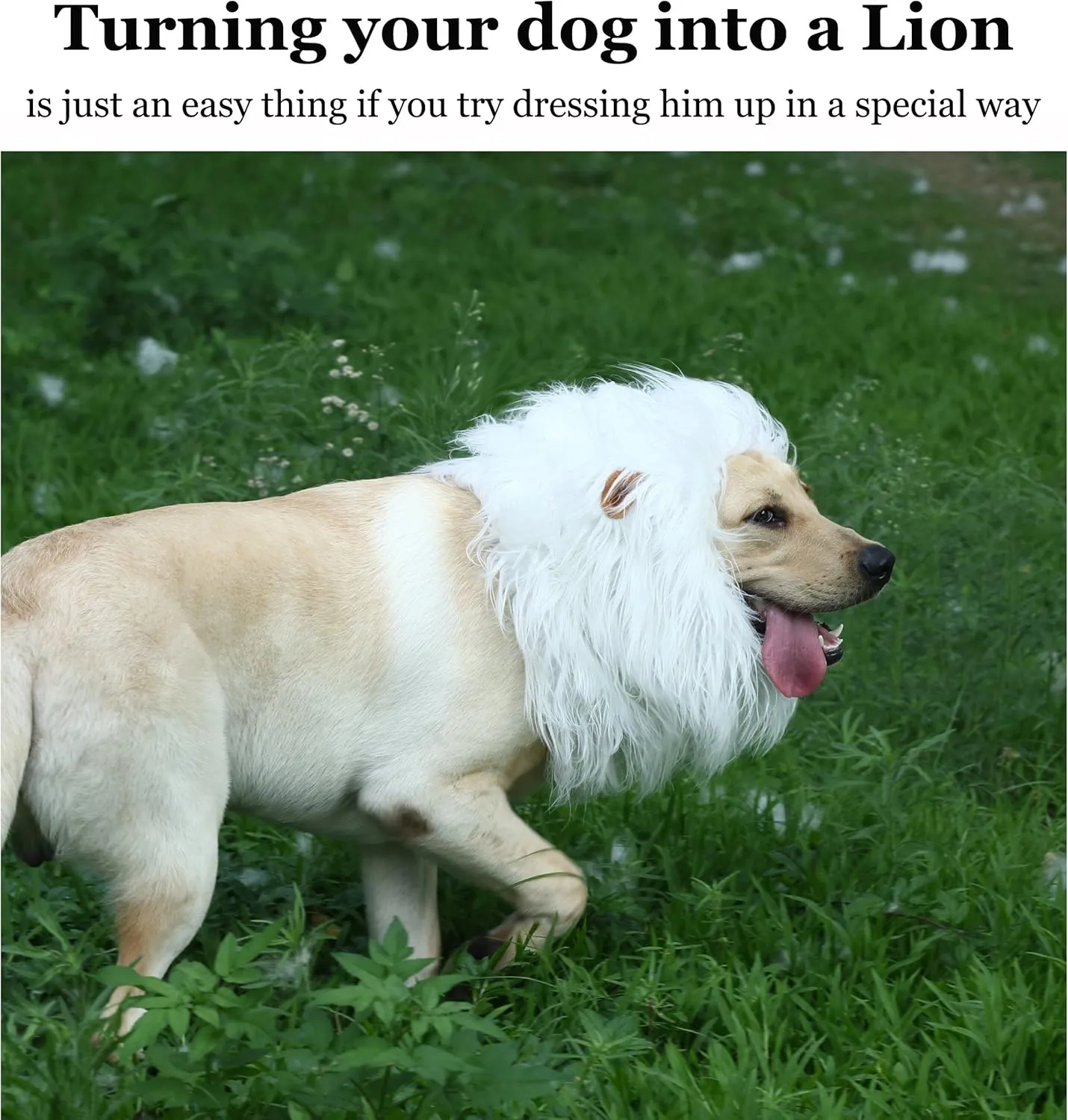 Onmygogo Lion Mane Wig for Dogs with Ears, Funny Pet Costumes for Halloween Christmas (Size M, White)